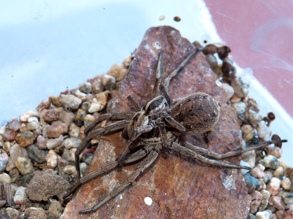 Lycosidae: cfr. Pardosa sp. - Grosseto